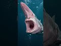 สัตว์ประหลาดมีจริง? 😱 The Goblin Shark Attack#shorts
