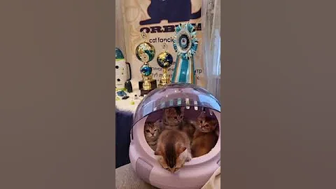 Video 5128901: munchkincat munchkins, munchkin catlover meowed pets, munchkin kitten pets cats, munchkincat kitten meow cute, semi long hair