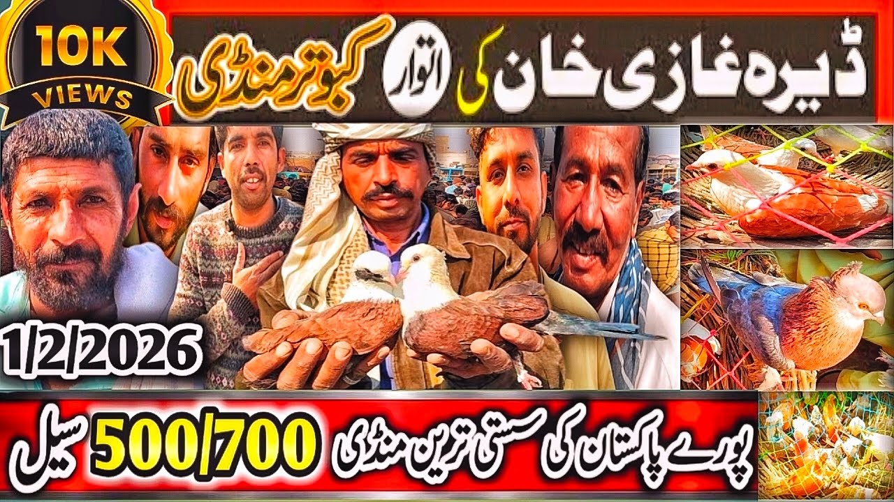 Kabooter Mandi DGKhan 353 Vlog | Nayab Karbalai Kabutar | Punjab Ki Sasti Mandi 500 700 Par Special 