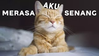 Makna dan Suasana Hati Dibalik Posisi Tidur Kucing Peliharaanmu by Kucing Meong 319 views 9 months ago 5 minutes, 1 second
