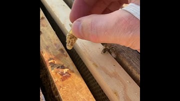 Queen Cell into Mating Nuc