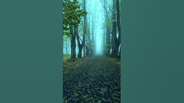 Thumbnail of Rain Sound and rainforest animal Sound #rainsounds #forestrain #Rainfall #NightRain #naturalvideo