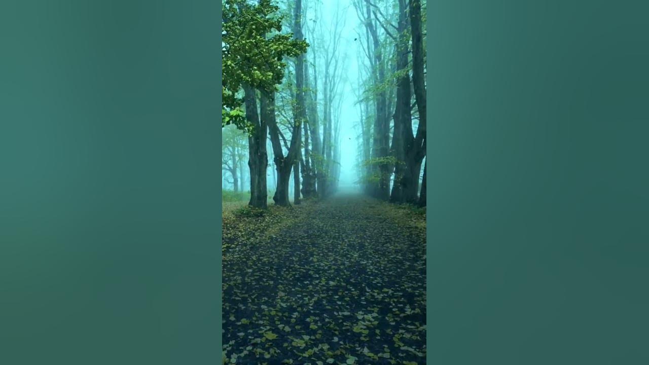 Rain Sound and rainforest animal Sound #rainsounds #forestrain #Rainfall #NightRain #naturalvideo