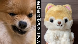 【喋る犬】喋るポメラニアンに真似るおもちゃをプレゼントしたら…