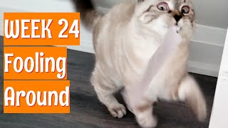 Kitty Fooling Around | Update 24 Quick Clips by Goudan Adventures 2,290 views 2 years ago 2 minutes, 3 seconds