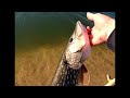 Takich szczupaków nie spodziewałem się #fishing #wędkarstwo 