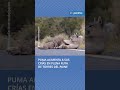 Captan a puma alimentando a sus crías en plena ruta de Torres del Paine