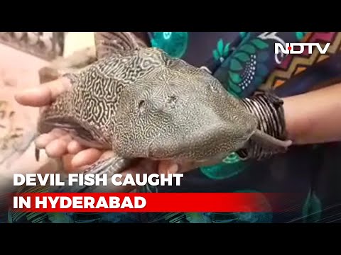 Watch: Devil Fish Caught In Floodwaters In Hyderabad