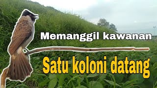 Suara kutilang memanggil kawanan