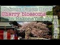 Hakone Japan Day2 箱根旅行 湯本の桜 Cherry blossoms in HakoneYumoto