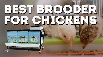 Beste kuikenbroeder voor alle pluimvee! Uitbroedtijd