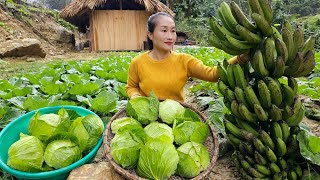 Harvest Bananas, Cabbage Goes to market sell  Take care of the pet | Ly Thi Tam
