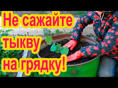 Где посадить тыкву?