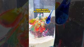 UDANG MANTIS VS TETESAN RUPERT #udangmantis #udang #hewanunik #hewanlaut