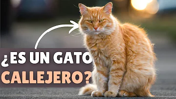 ¿Cómo saber si un gatito callejero está sano?
