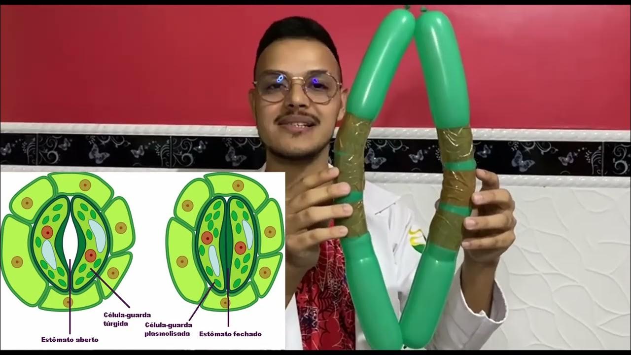 4 Abertura e Fechamento dos Estômatos YouTube 4 Abertura e Fechamento dos Estômatos YouTube