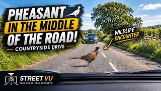 Beautiful Pheasant Stops Traffic A Peaceful Drive Through the English Countryside