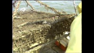 WAVY Archive: 1981 Virginia Institute of Marine Science Oyster Project