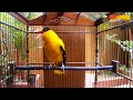 Kicauan Kepodang Gacor Suara Keras Ampuh Buat Pancingan Kepodang Malas Bunyi Cepet Respon Dan Nyaut Mp3 - Mp4 Download