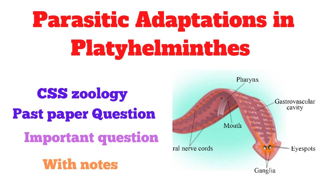 essay on evolution of parasitism in platyhelminthes