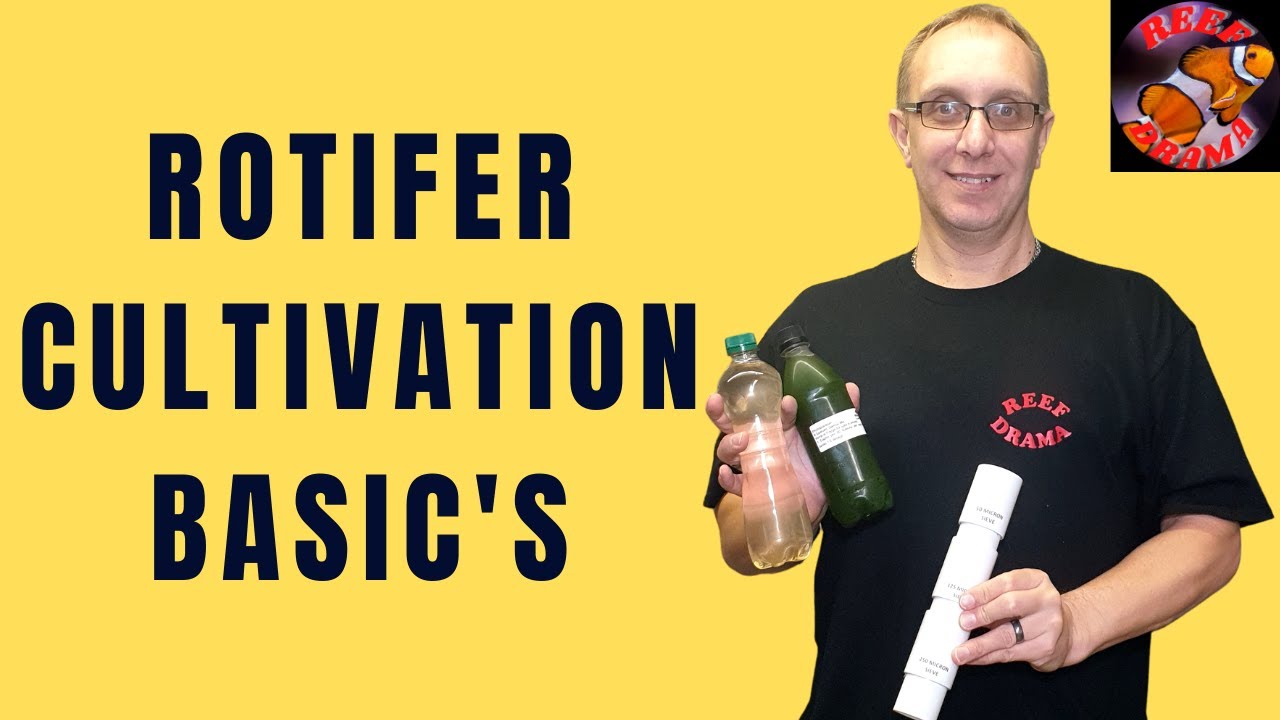 Rotifer Cultivation | HOW TO | Saltwater tank - YouTube