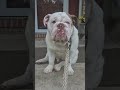 Time for a walk! #bulldog#grumpy dog #englishbulldog # not behaving# not walking
