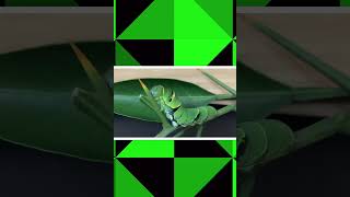 くっちゃんそれは