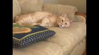 72005056078  8B739582 227B 4134 9372 261123DB0FAD