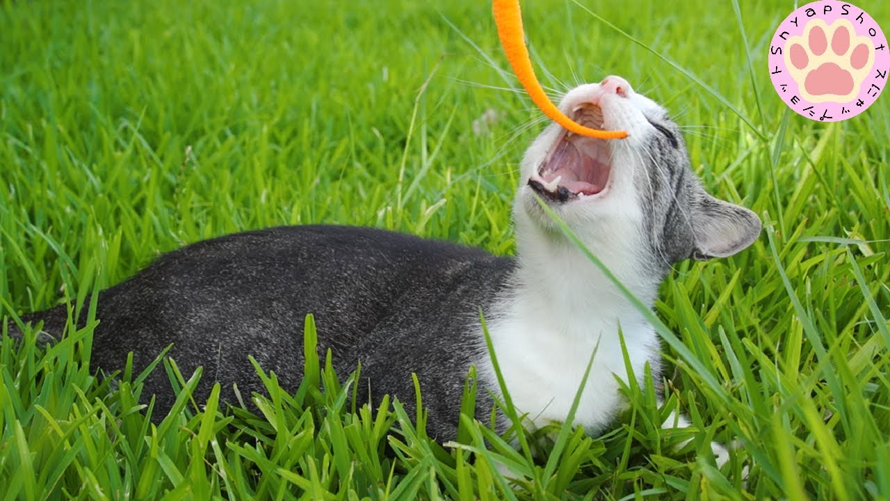SLR High Quality Cat Videos A Stray Cat Chewing On A Cat s Toy From slr-high-quality-cat-videos-a-stray-cat-chewing-on-a-cat-s-toy-from