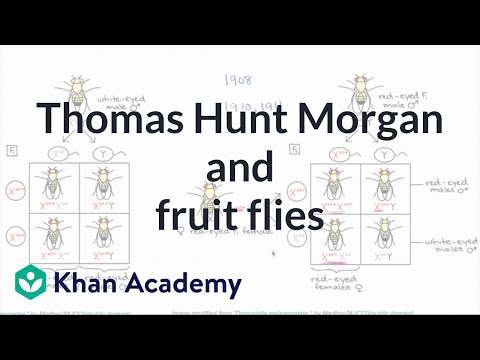 Thomas Hunt Morgan and fruit flies