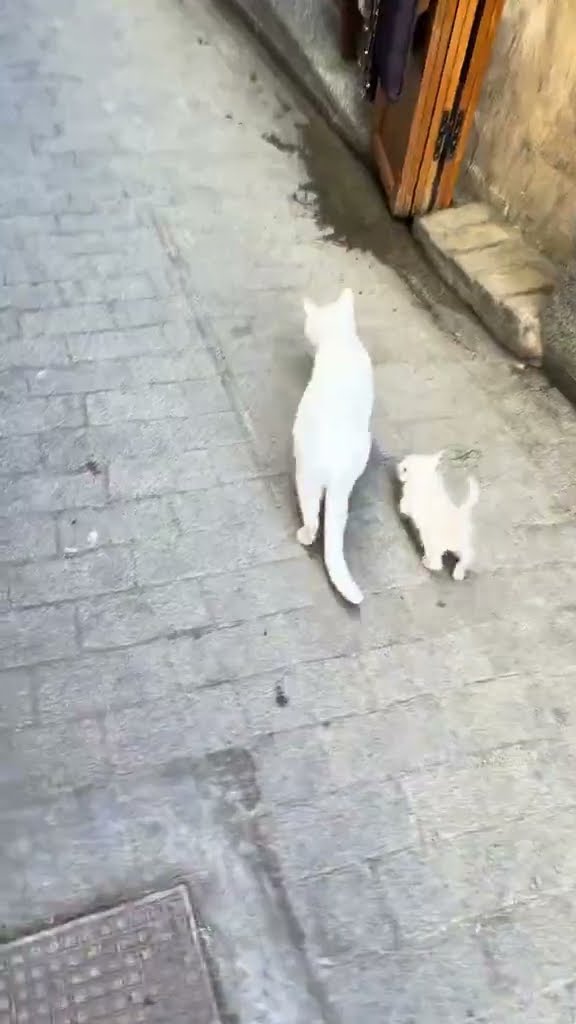Belle maman avec petite chaton blac