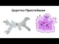 3. Простейшие (7 класс) - биология, подготовка к ЕГЭ и ОГЭ 2018