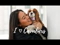 5 REASONS WHY CAVALIERS ARE GREAT FOR FIRST TIME DOG OWNERS