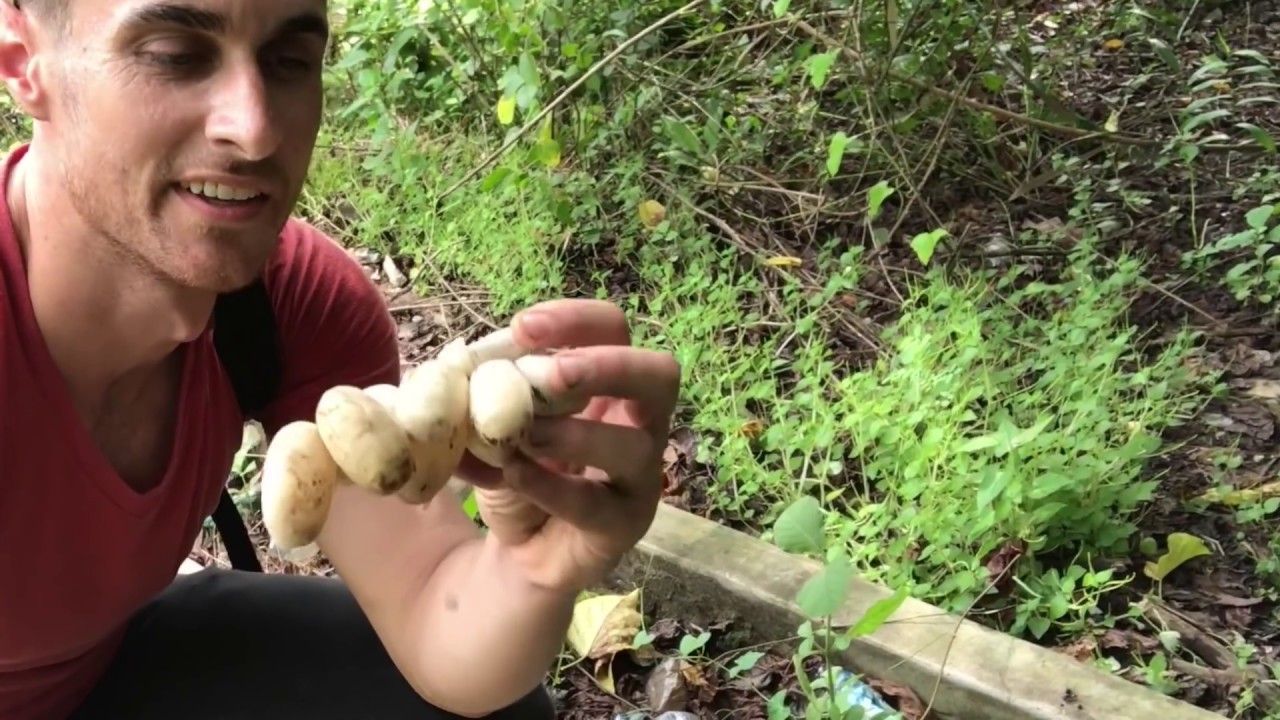 CATCH n Cook! Slingshot hunting for mudskippers in Vietnam! What do they taste like?!?!