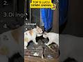 Top 5 Lucu Demik Animal part 3