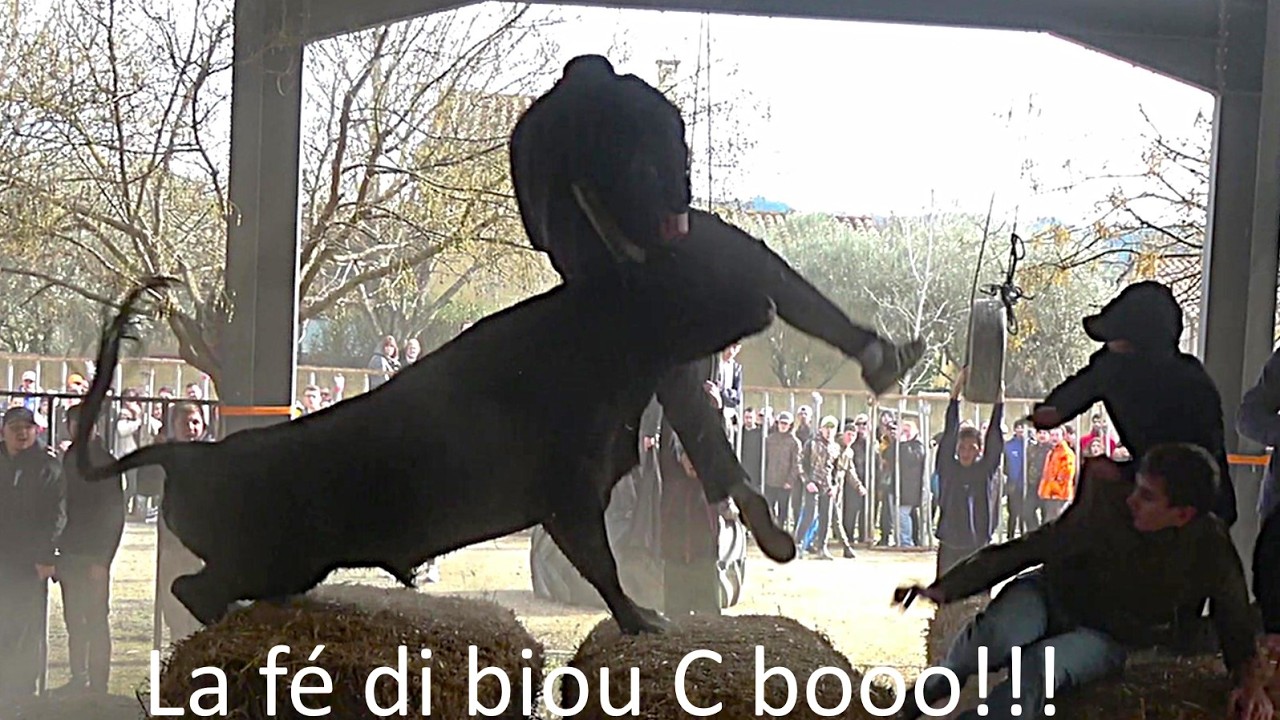 TOROS paille - Mas Blanc des Alpilles le 15.02.2026.