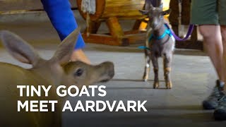 Tiny Goats Visit Aardvark YouTube Videos