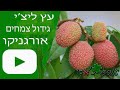 ליצ'י - גידול עץ - אורגניקו