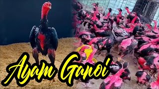 Sejarah Ayam Vietnam, Ganoi, Saigon, Gachoi, Gadon