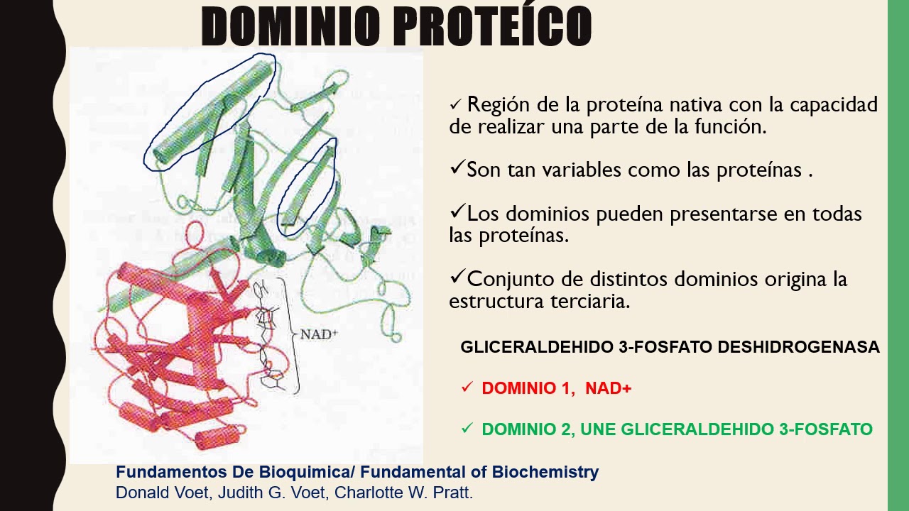 Dominio y motivo proteico - YouTube