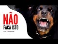 8 Coisas que os CÃES ODEIAM Quando os HUMANOS FAZEM (Você se Surpreenderá!)