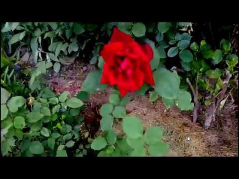 ЧЕРНАЯ РОЗА. Лягушка./ Rose is Black magic. Frog.