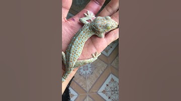 Tắc kè cảnh , tắc kè giống , tắc kè thương phẩm giá rẻ , 0913398911