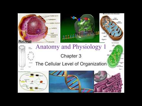 Chapter 3 The Cellular Level of Organization