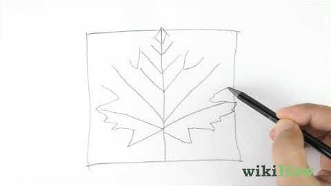 How to Draw a Maple Leaf