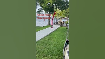 How to Keep Geese Out Your yard