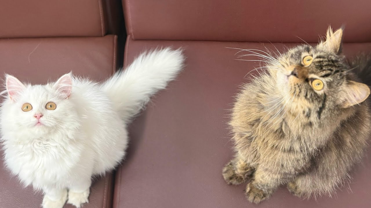 Cat Makes Me Happy is live! - My Cats Are Full of Surprises!