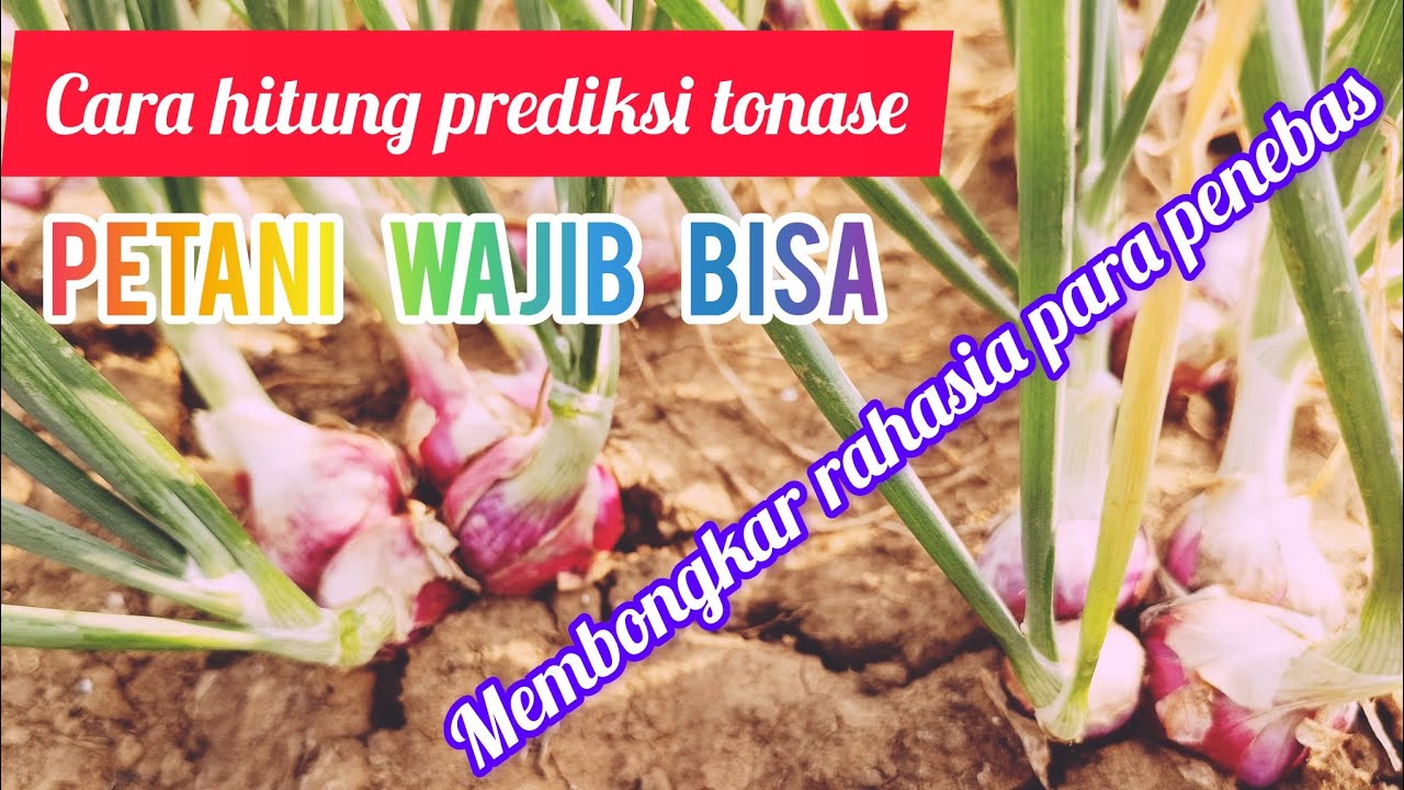 CARA MENGHITUNG TONASE BAWANG MERAH