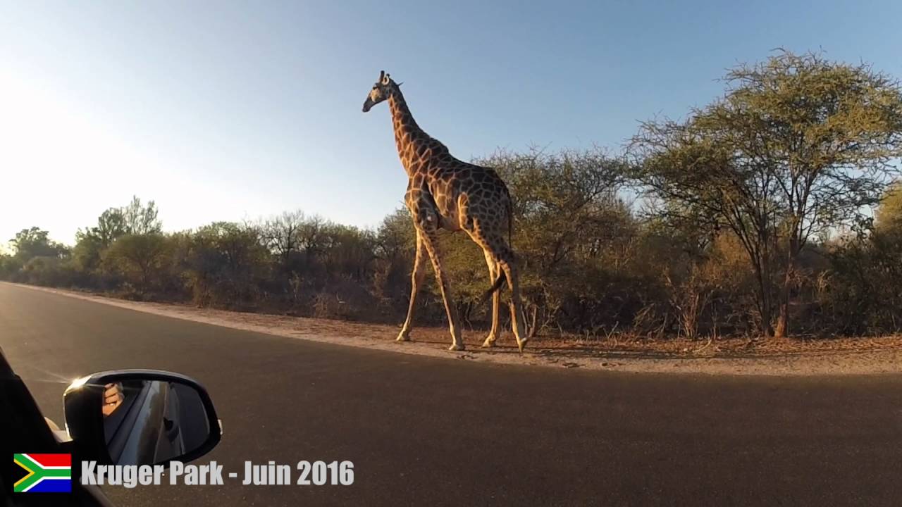 TDM5C S01E07 - Seven Days In Kruger Park