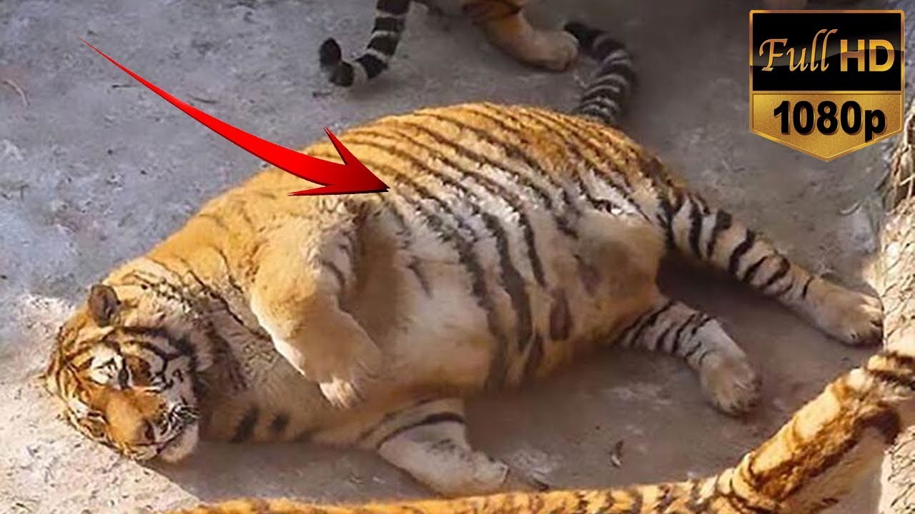 Download 990 Koleksi Gambar Harimau Full Hd Terbaru HD